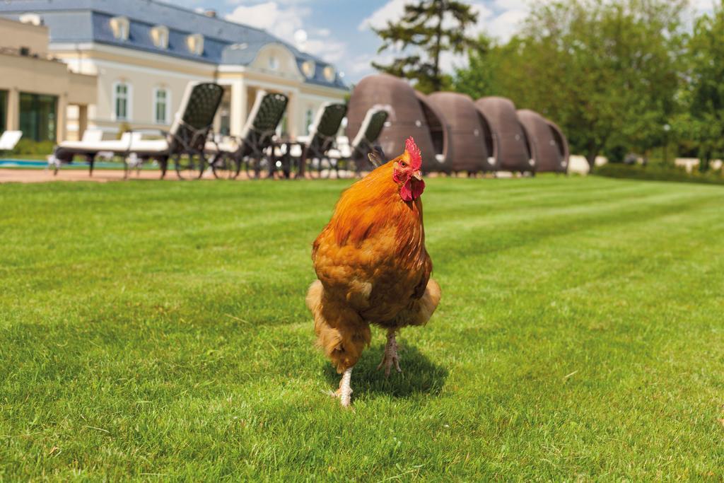 Amade Chateau Vrakúň Bagian luar foto